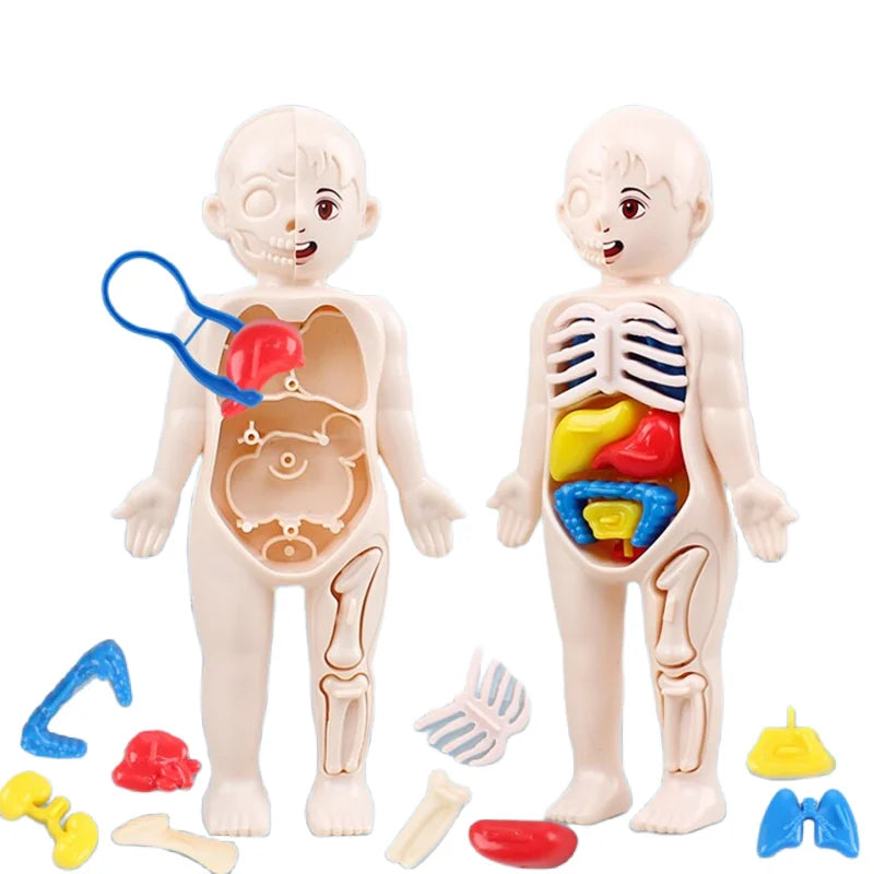 Science Education Human Body